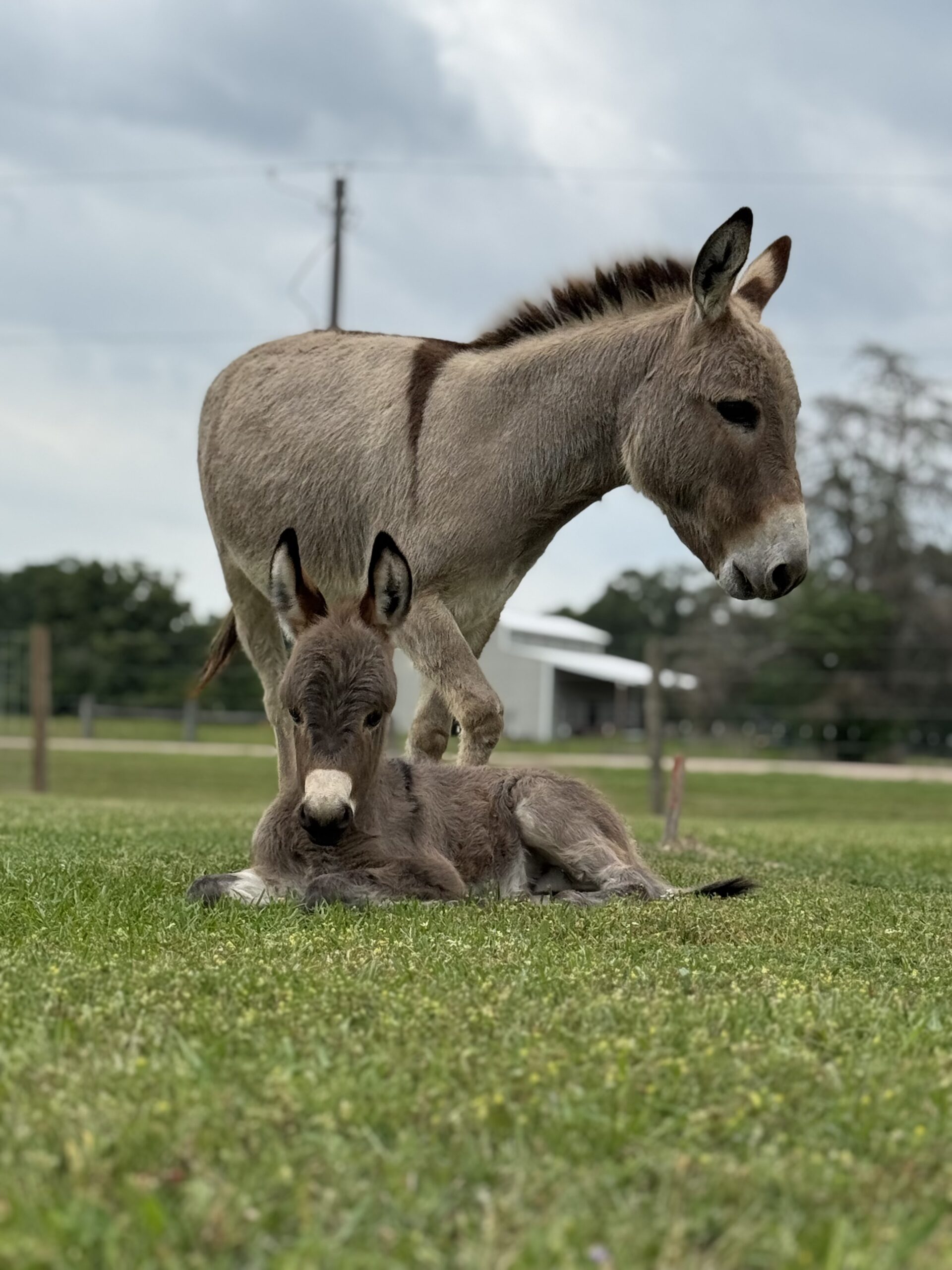 Miniature Donkeys