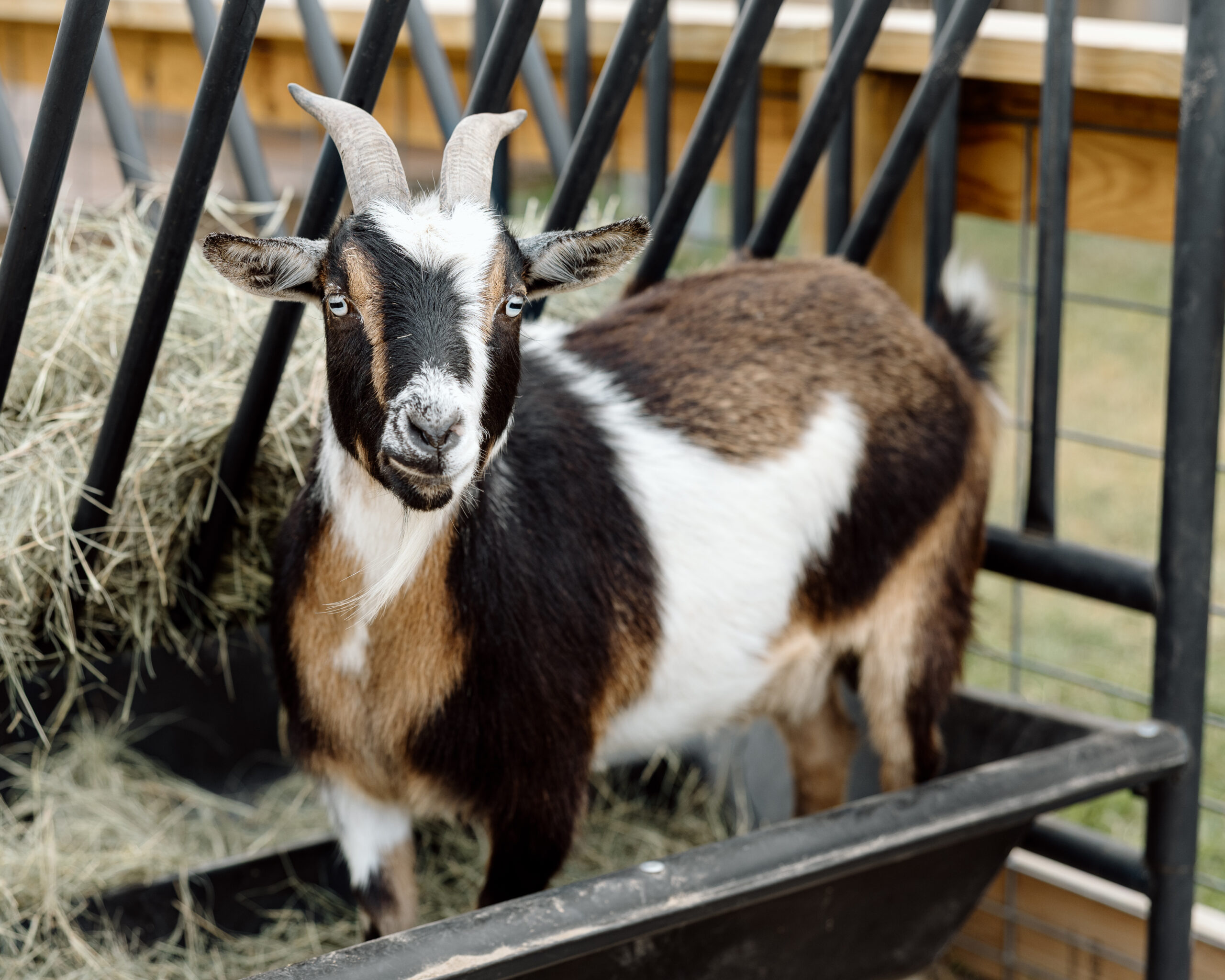 Nigerian Dwarf Goats