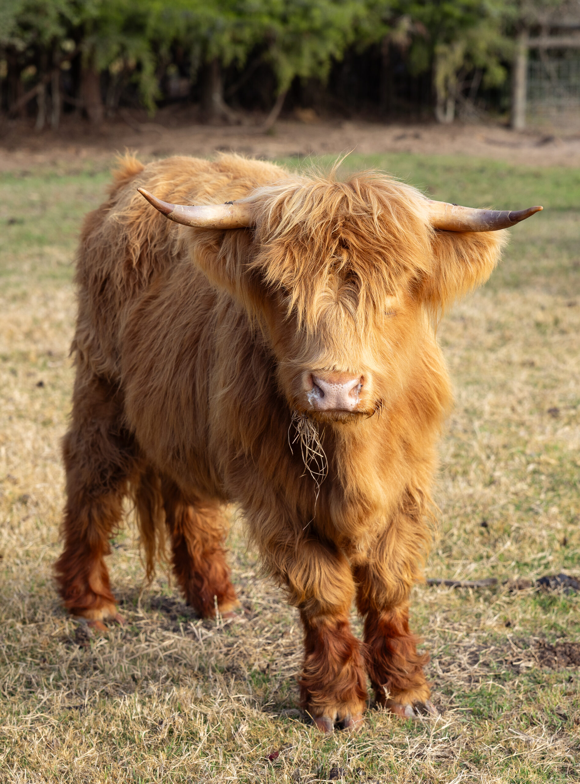 Miniature Highland Cow