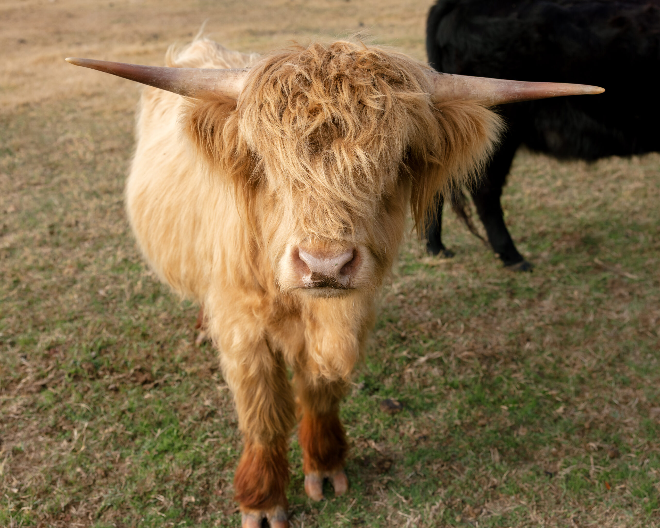 Miniature Highland Cows